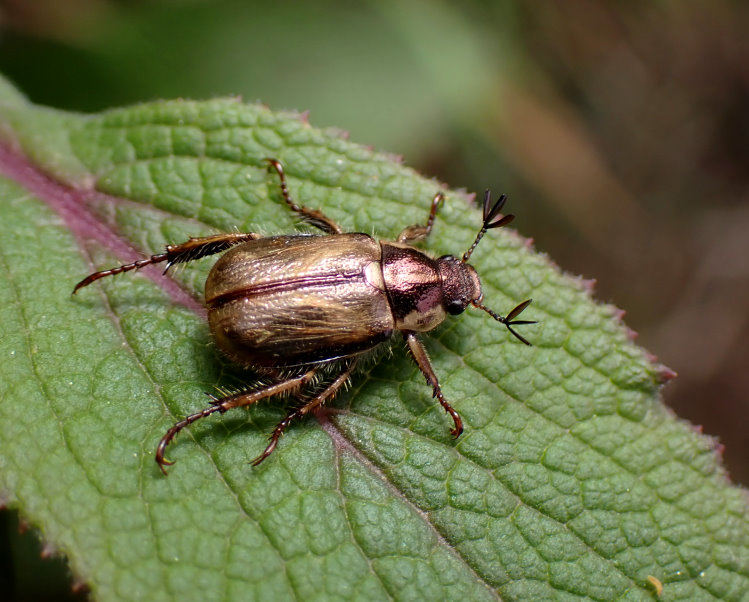 e}Ūt Phyllopertha yangi 