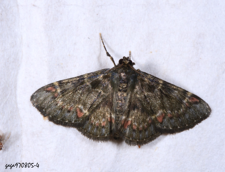 長突毛叢螟蛾 Coenodomus dudgeoni 