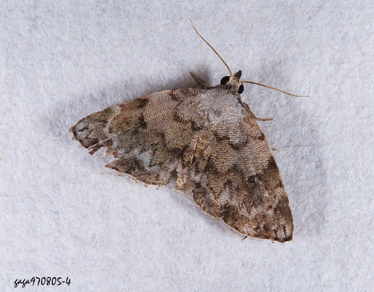 Ǻn Mataeomera biangulata 