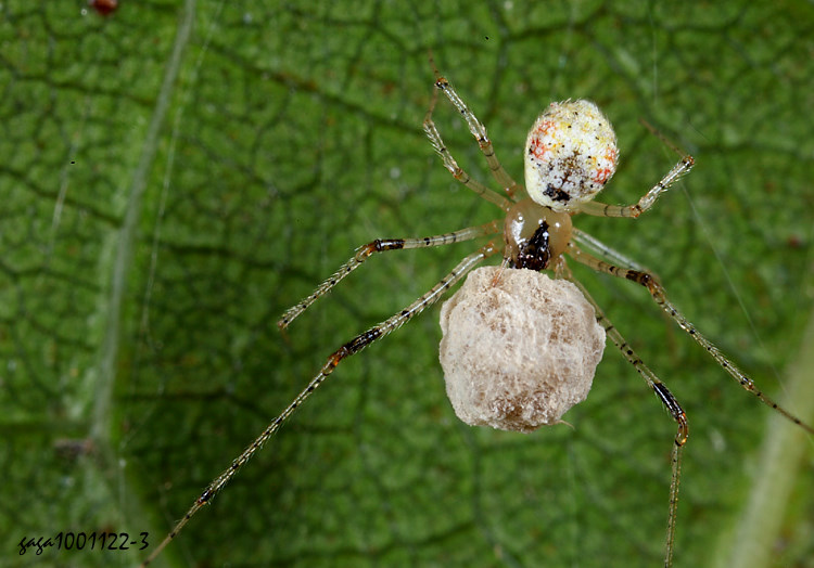 pJ Platnickina mneon 