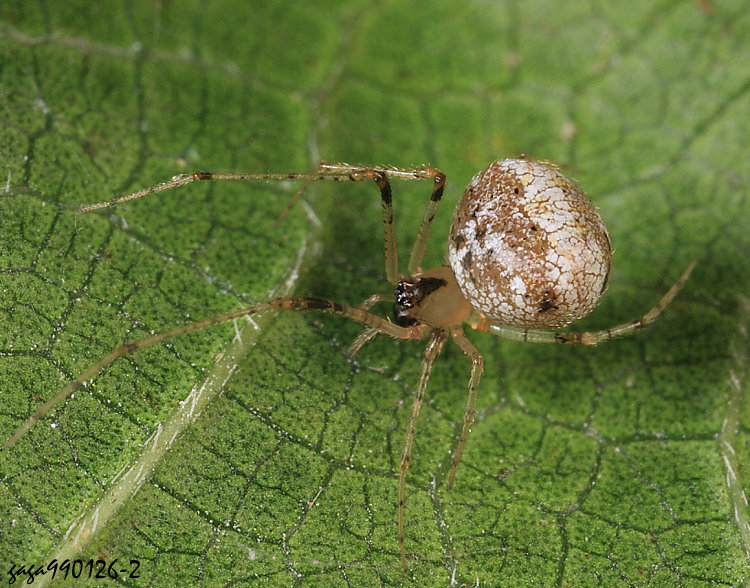 莫恩普雷尼克蛛 Platnickina mneon