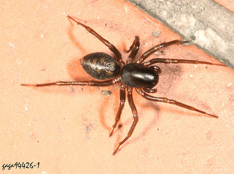 黃足馬利蛛 Mallinella fulvipes