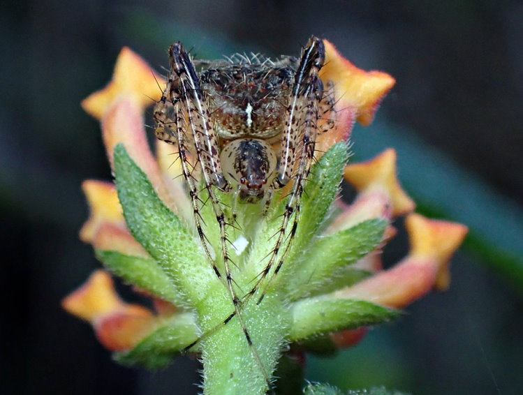 Mimetus sp.