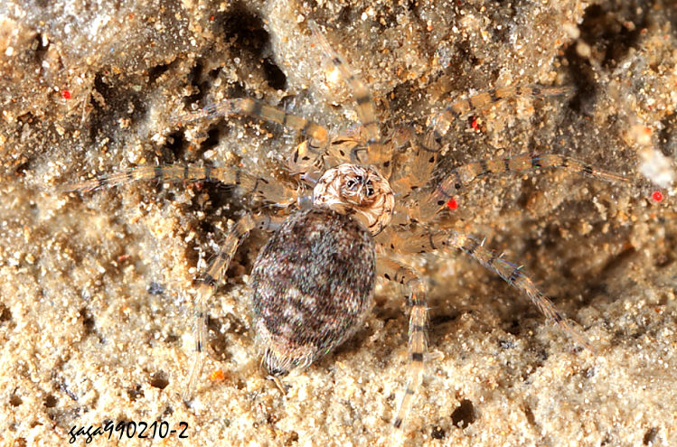 埃蛛 Oecobius sp.