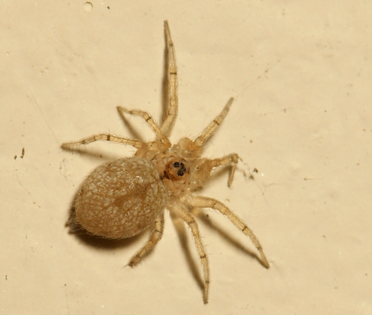 角埃蛛 Oecobius concinnus