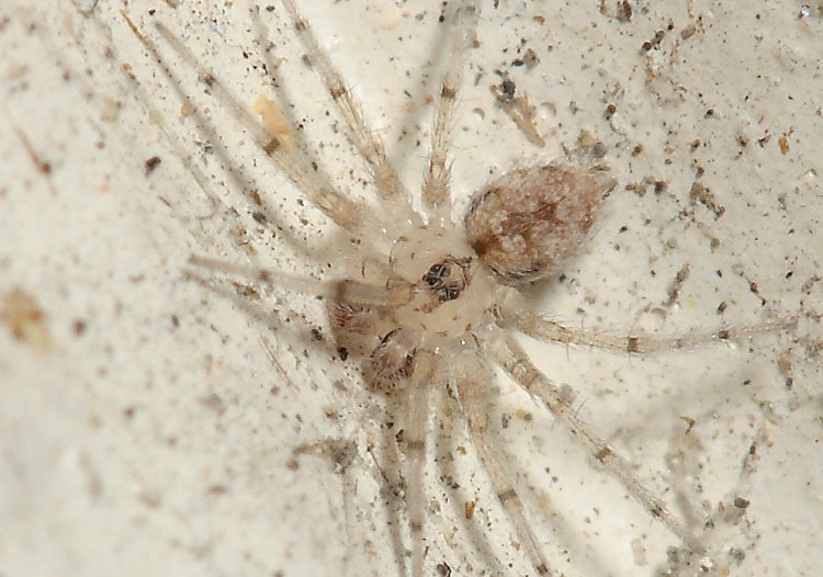 Oecobius concinnus