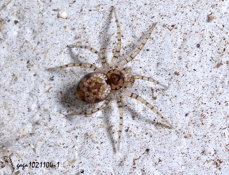 環腳埃蛛 Oecobius annulipes