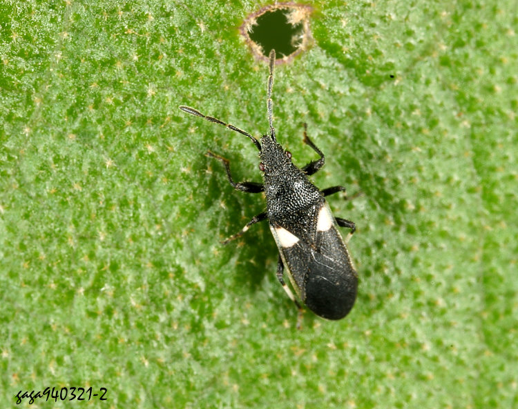 ´y Oxycarenus lugubris
