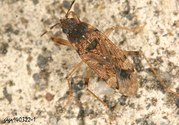 Ŵa϶H  Elasmolomus squalidus 