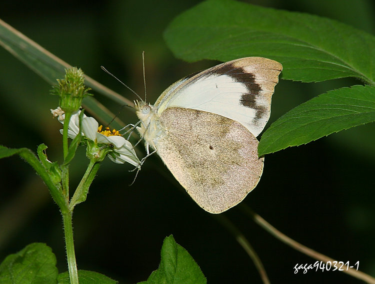  Appias indra aristoxemus