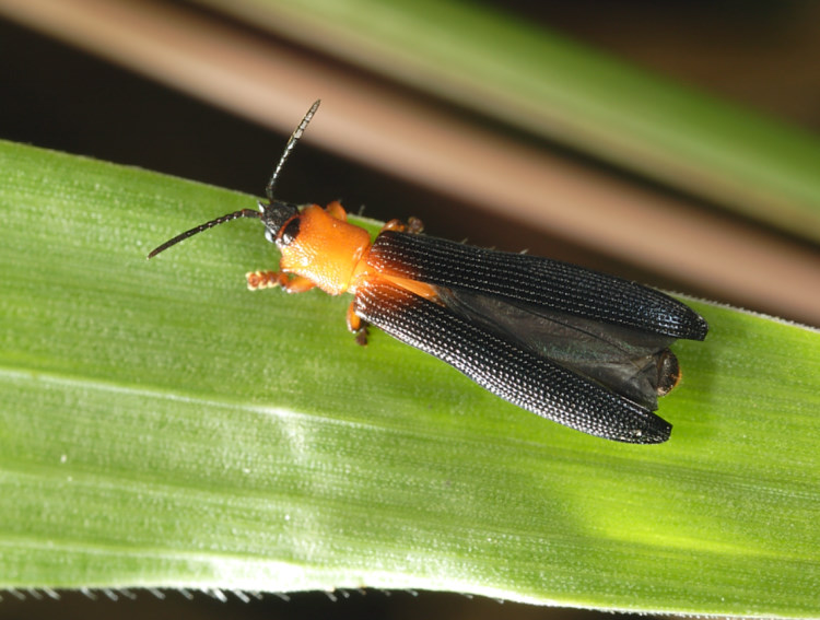  Brontispa longissima
