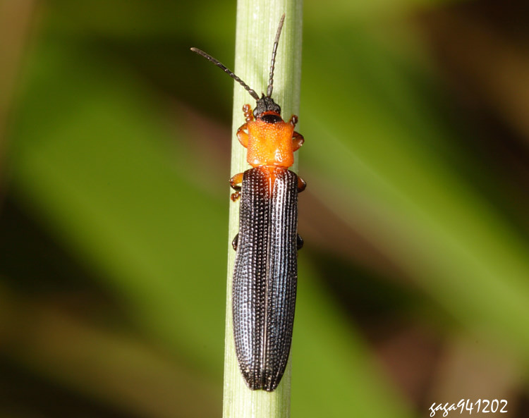 ݪK Brontispa longissima