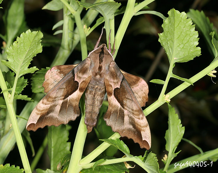 ޤѸ  Phyllosphingia dissimilis hoenei 