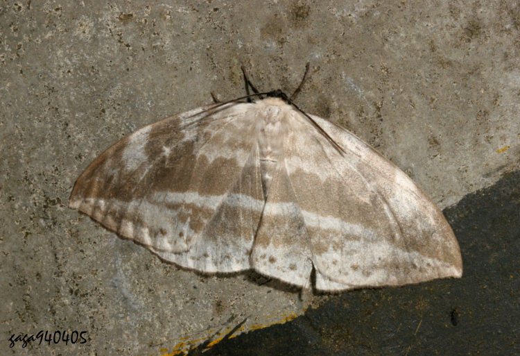 ͤj_ Cyclidia substigmaria substigmaria