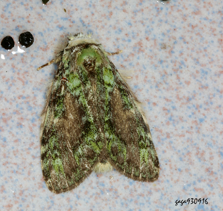 Ŵ฿ Somera viridifusca viridifusca
