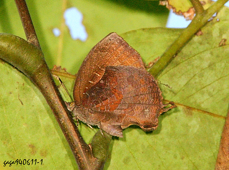 W͵pǽ Mahathala ameria hainani 