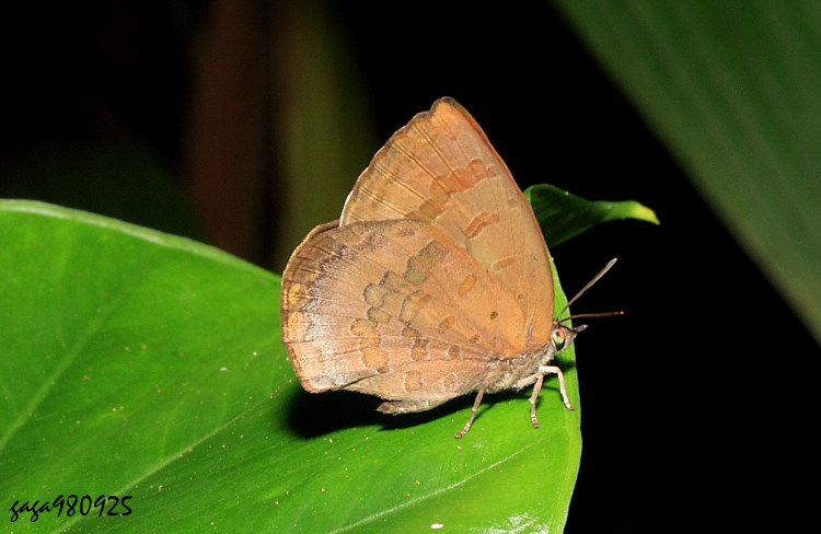 pǽ  Arhopala japonica