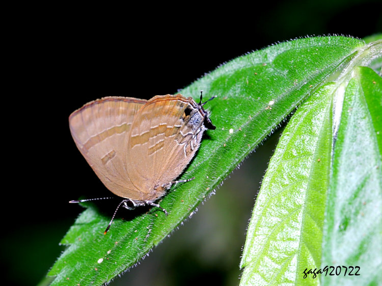 Bpǽ Rapala varuna formosana
