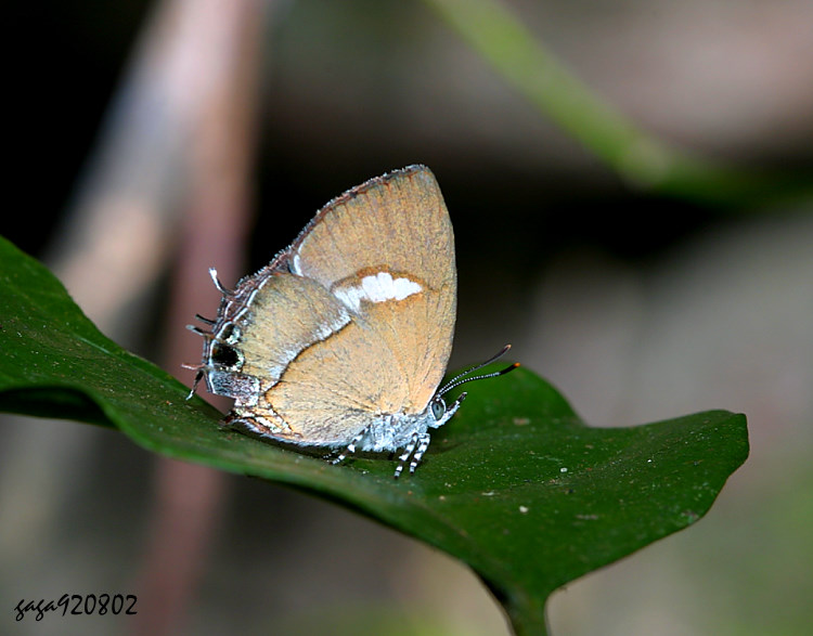 VTpǽ Horaga albimacula triumphalis