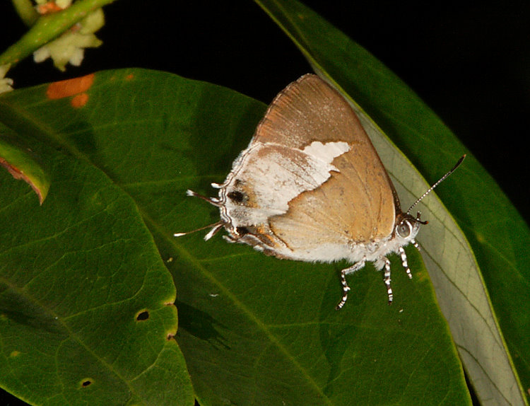 Tpǽ Horaga onyx moltrechti  