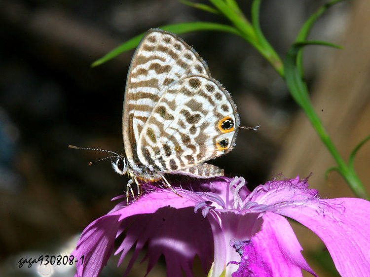 pǽ Leptotes plinius 