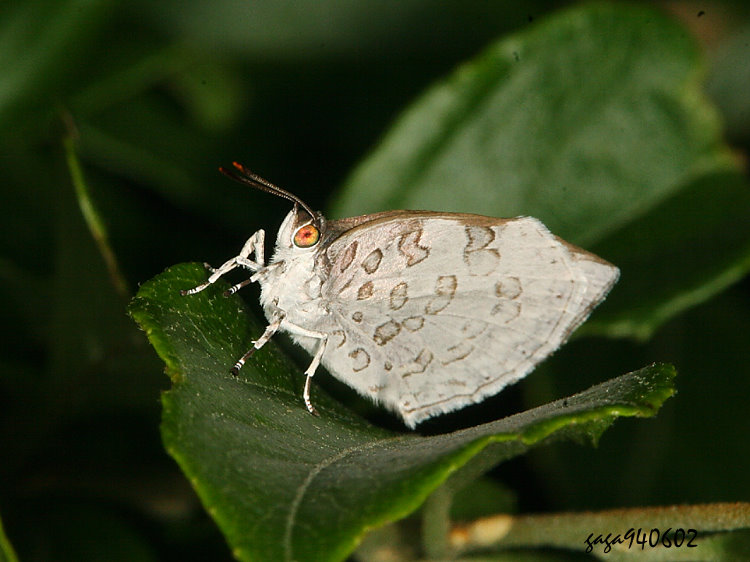 թCpǽ  Arhopala ganesa formosana 