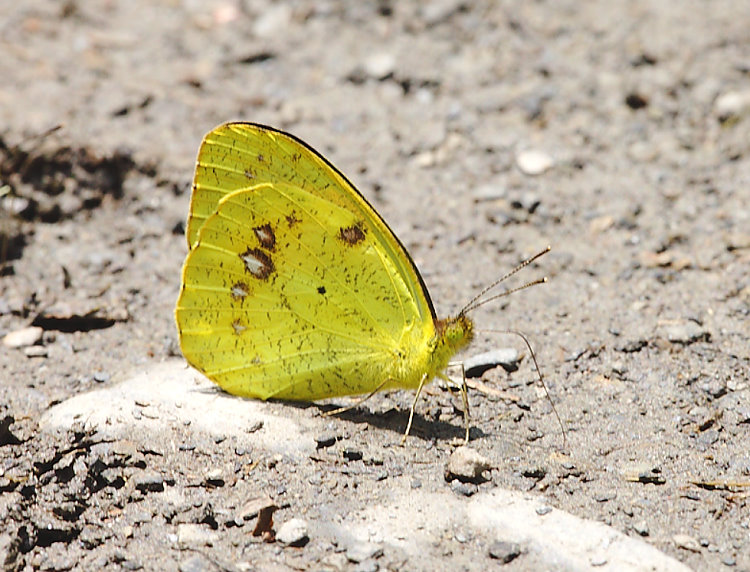 ۥն Ixias pyrene insignis