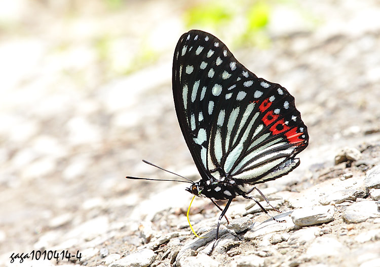 P潺 Hestina assimilis formosana