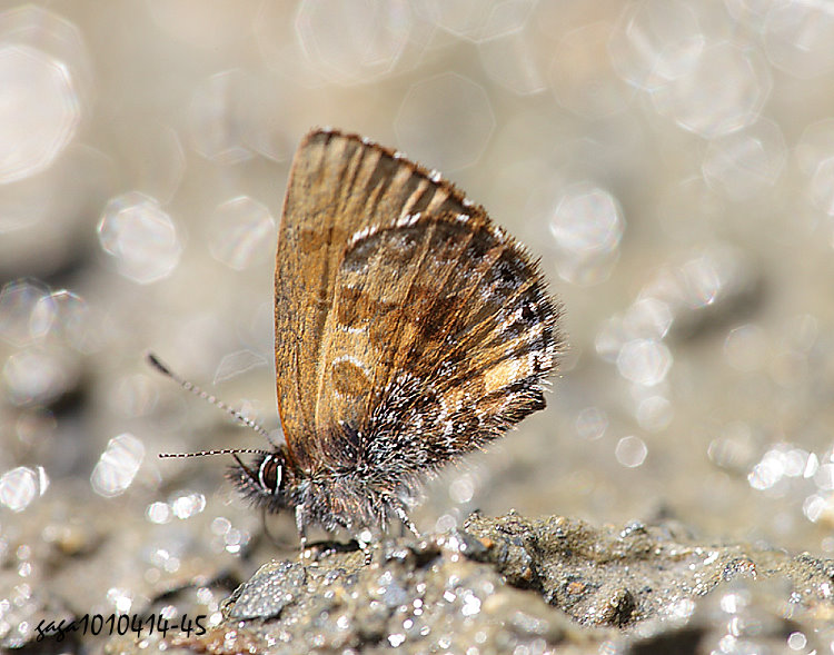 rjpǽ Orthomiella rantaizana