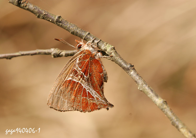 npǽ  Amblopala avidiena y-fasciata