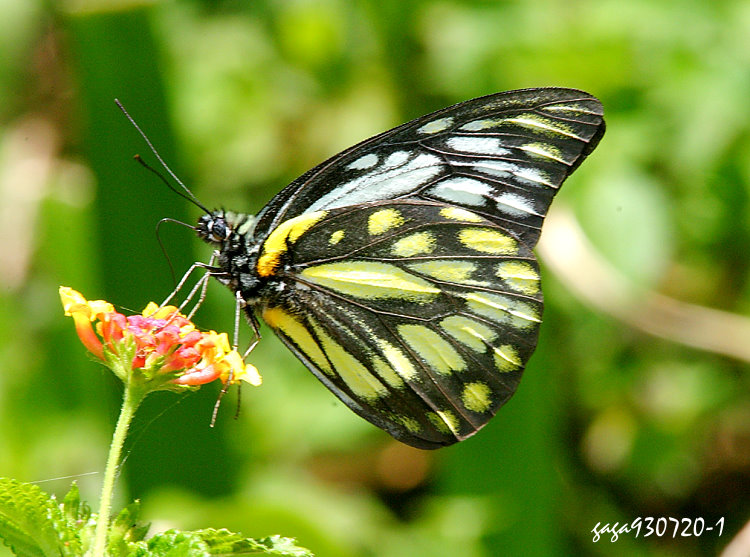  Prioneris thestylis formosana