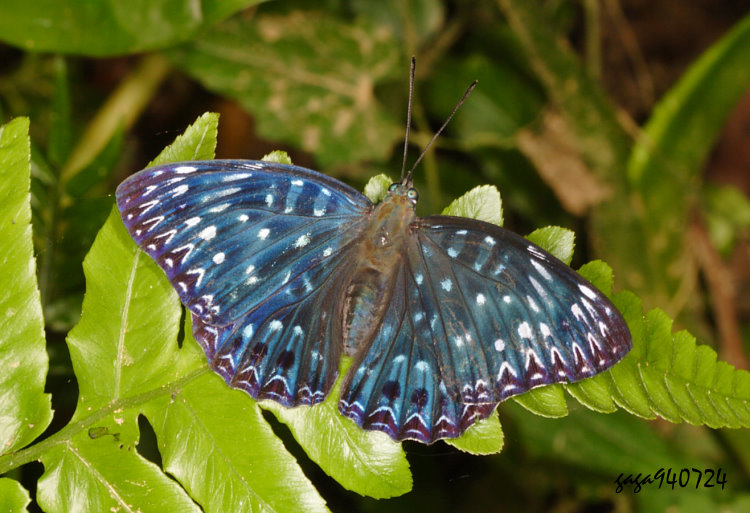 yP潺  Dichorragia nesimachus formosanus