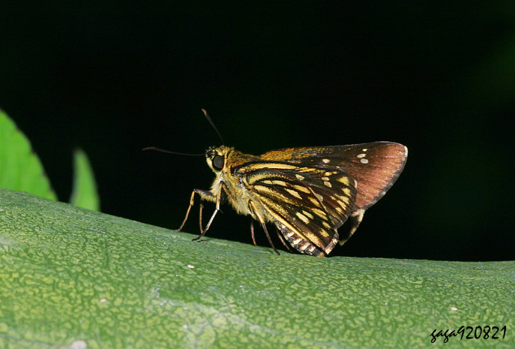 ŧ˽ Praethoressa horishana