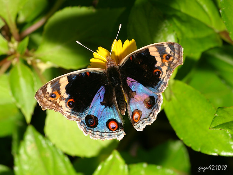 ճC潺 Junonia orithya 