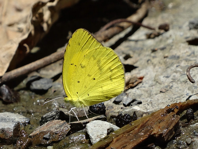 P Eurema brigitta hainana 