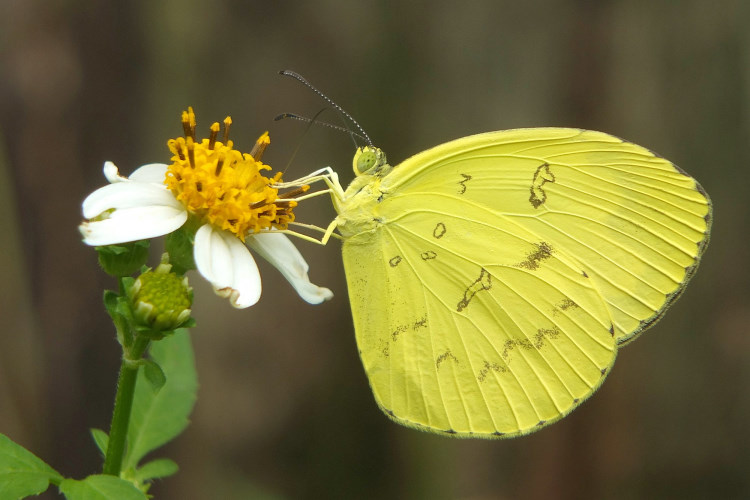 H Eurema andersoni godana