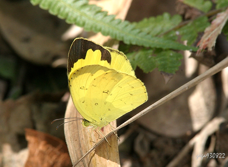  Eurema hecabe 