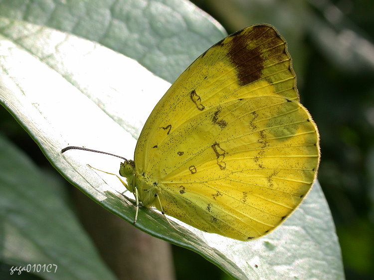 xW Eurema blanda arsakia
