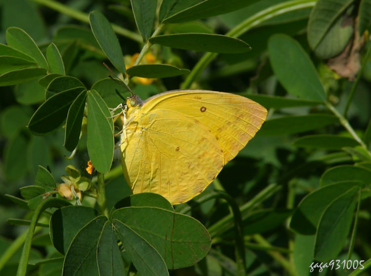jȯ Catopsilia scylla cornelia