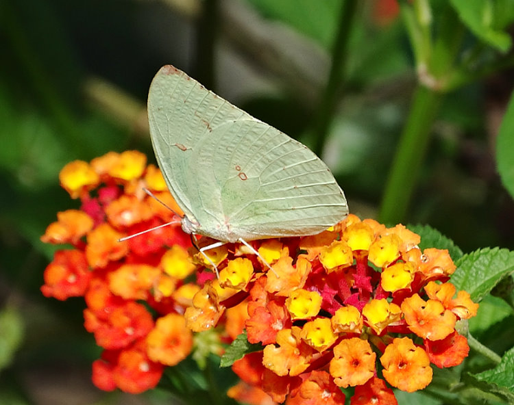 C  Catopsilia pyranthe