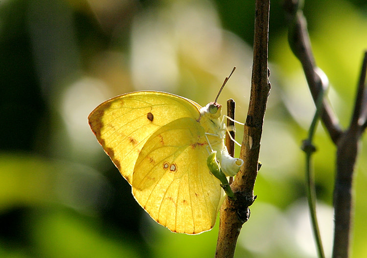 H Catopsilia pomona