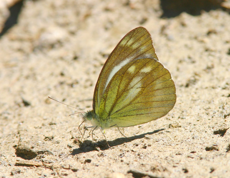 H Cepora nandina eunama