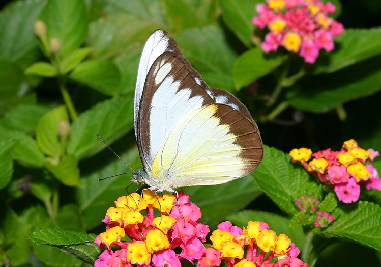 xW Appias lyncida formosana