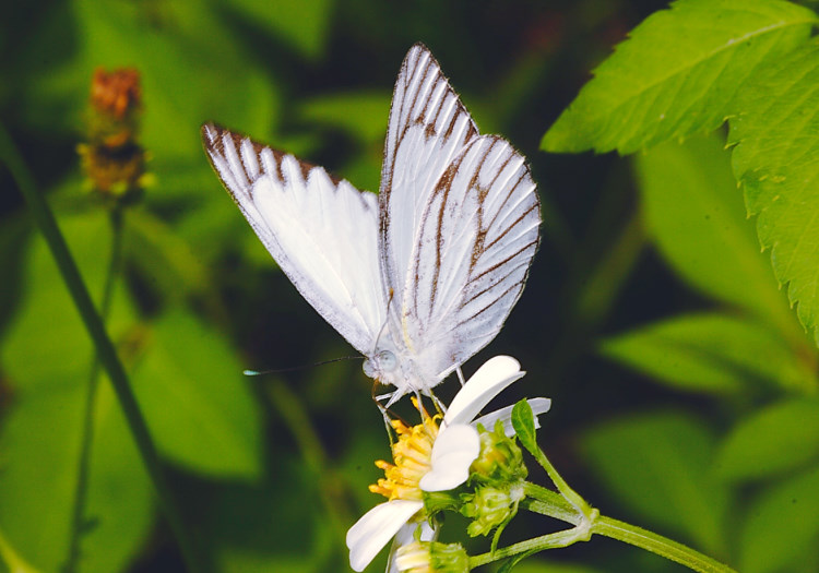 八重山粉蝶 Appias olferna peducaea
