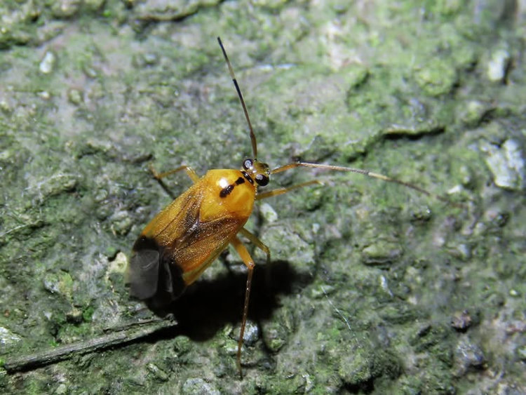 Ϭ Miridae