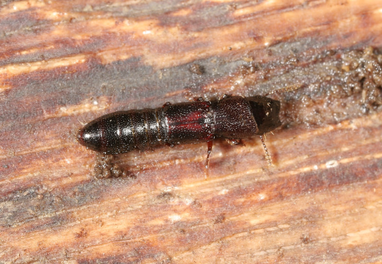  Osorius sp.