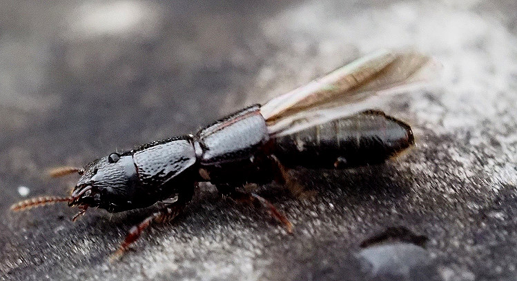 Osorius  sp.