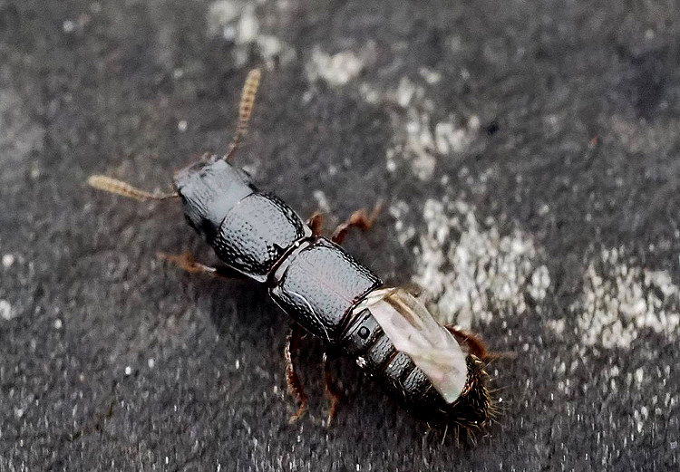 ΨȬ Osorius  sp.