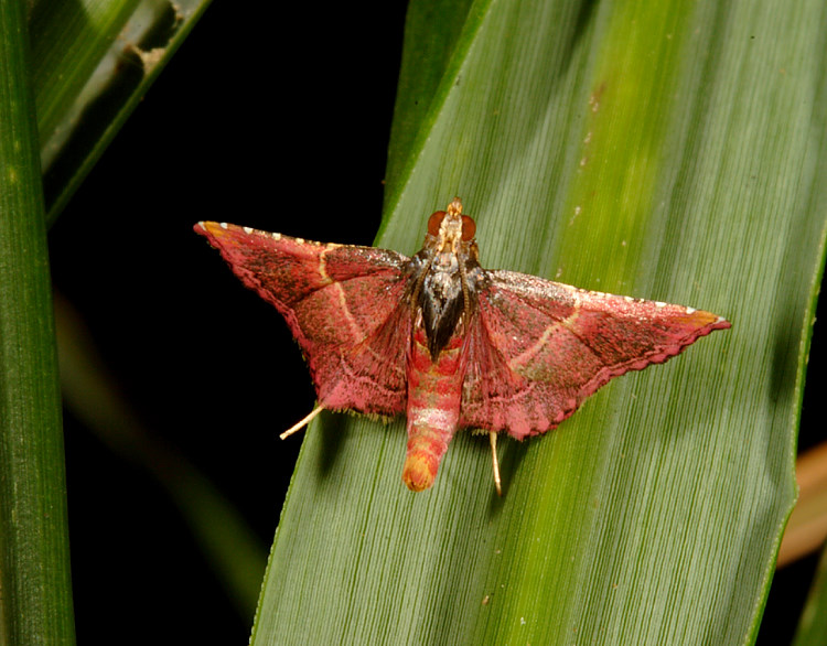 [ Endotricha minialis 