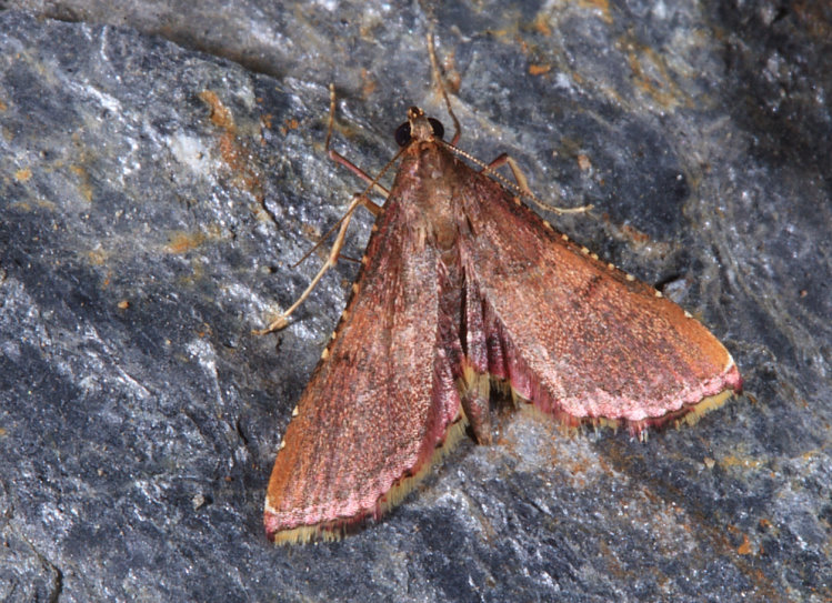 欖綠歧角螟 Endotricha olivacealis
